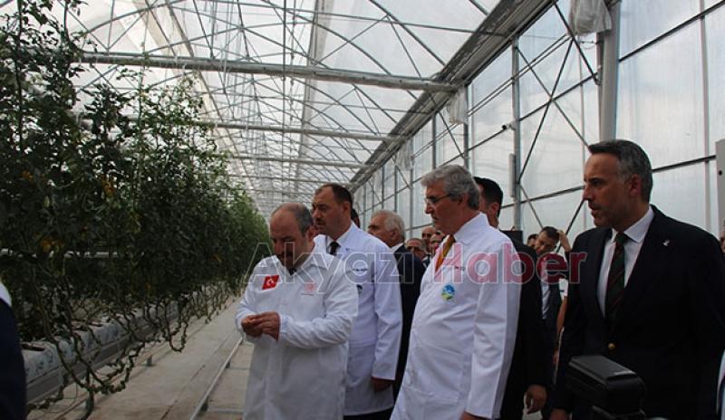  Bakan Varank Akyazı'da domates hasadı yaptı