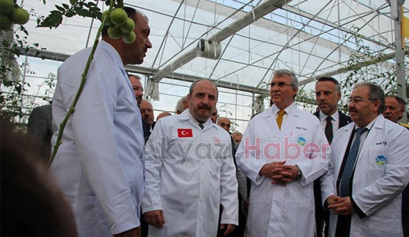  Bakan Varank Akyazı'da domates hasadı yaptı