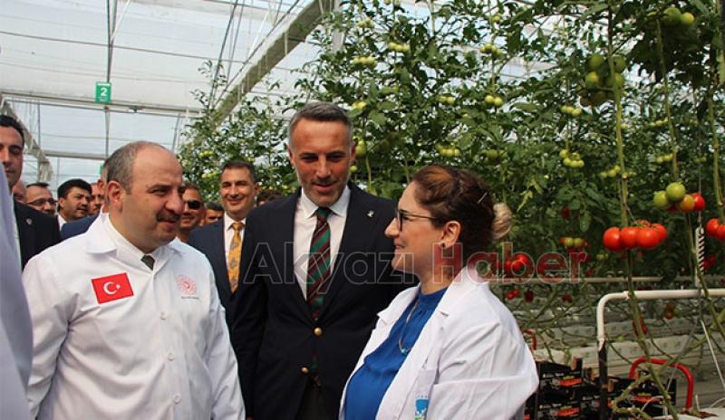  Bakan Varank Akyazı'da domates hasadı yaptı