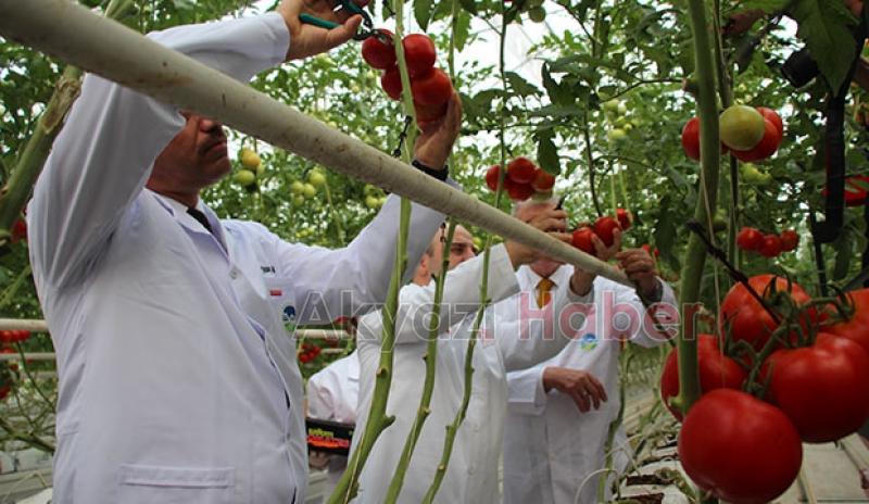  Bakan Varank Akyazı'da domates hasadı yaptı