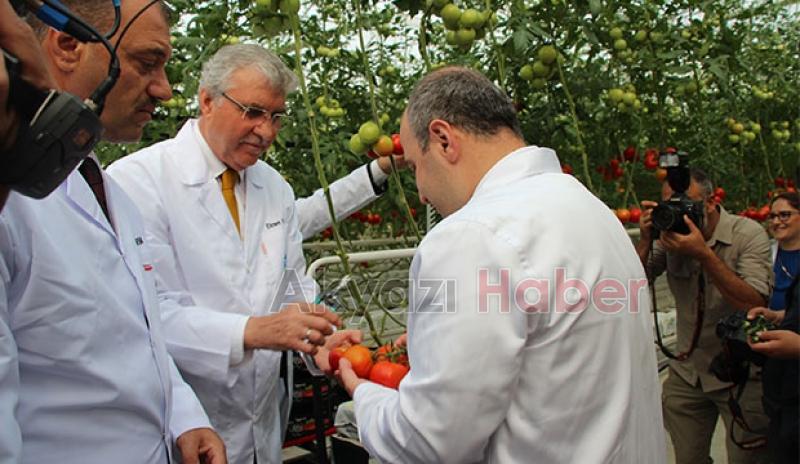  Bakan Varank Akyazı'da domates hasadı yaptı