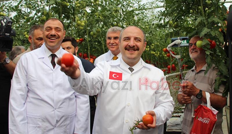  Bakan Varank Akyazı'da domates hasadı yaptı
