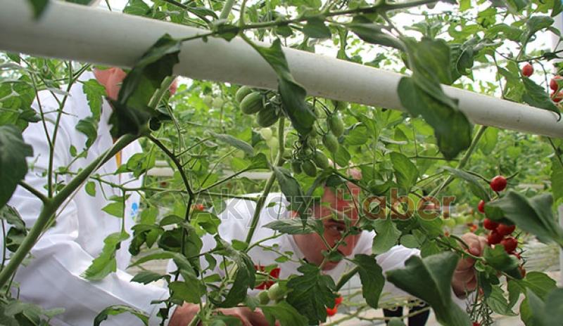  Bakan Varank Akyazı'da domates hasadı yaptı