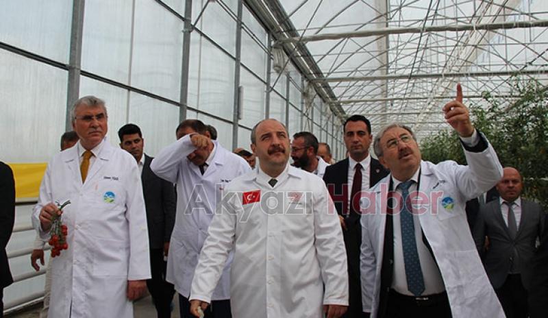  Bakan Varank Akyazı'da domates hasadı yaptı