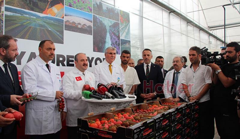  Bakan Varank Akyazı'da domates hasadı yaptı