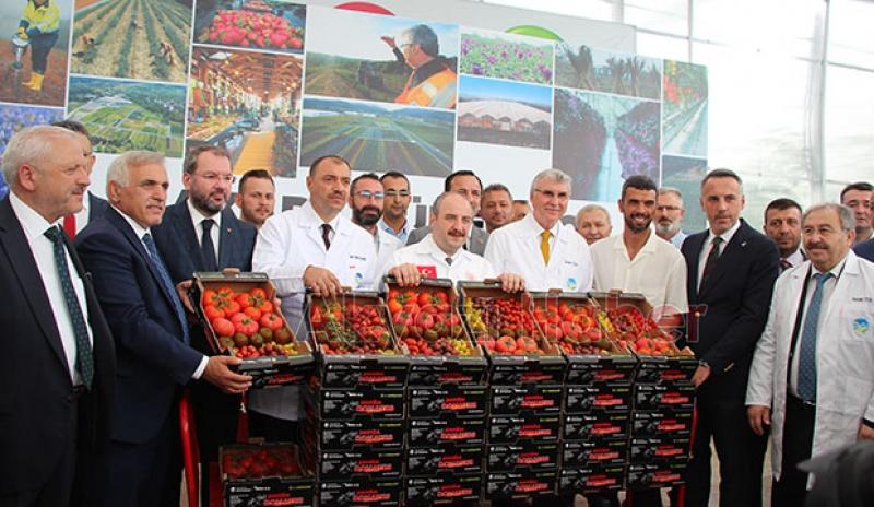  Bakan Varank Akyazı'da domates hasadı yaptı