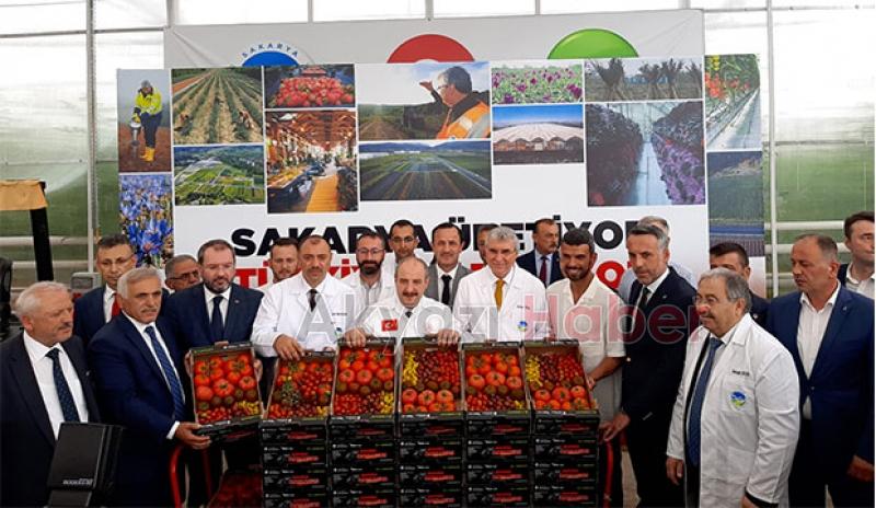  Bakan Varank Akyazı'da domates hasadı yaptı