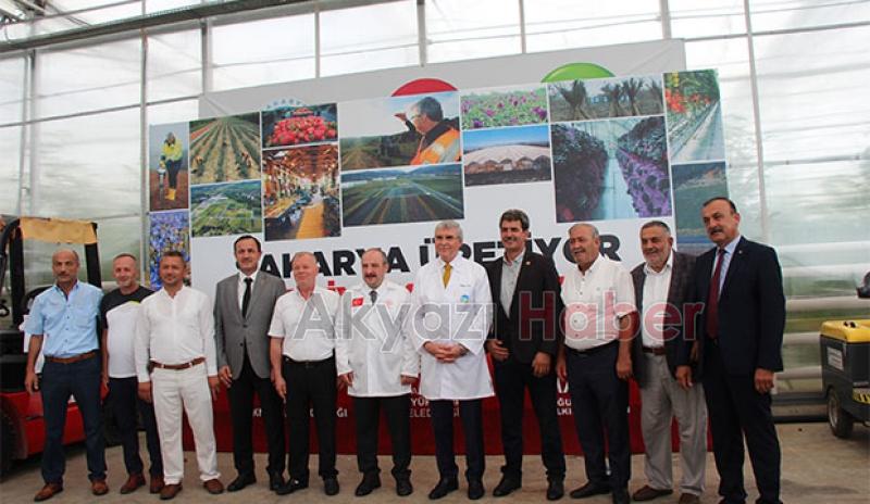  Bakan Varank Akyazı'da domates hasadı yaptı