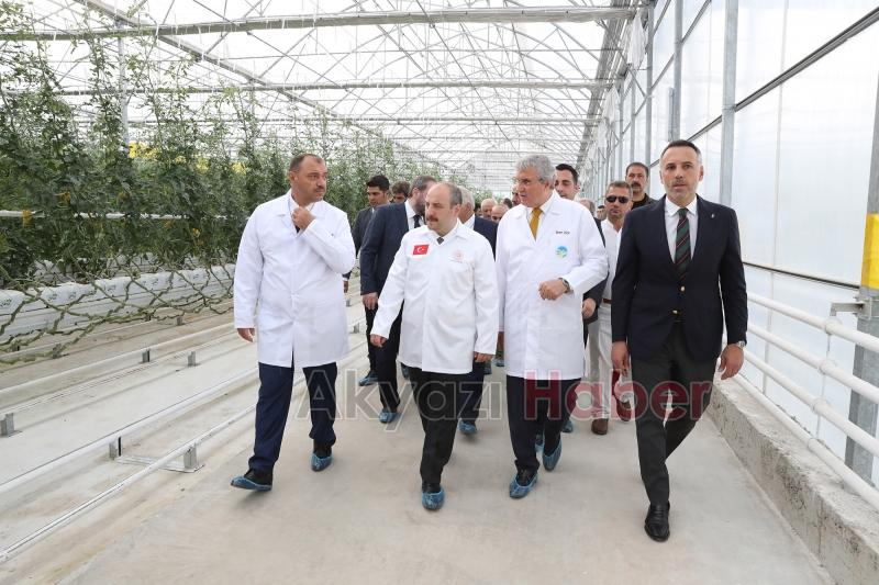  Bakan Varank Akyazı'da domates hasadı yaptı