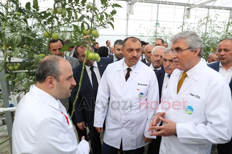  Bakan Varank Akyazı'da domates hasadı yaptı