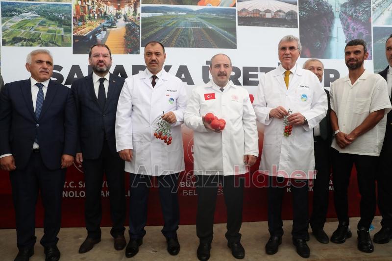  Bakan Varank Akyazı'da domates hasadı yaptı