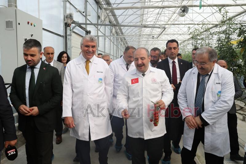  Bakan Varank Akyazı'da domates hasadı yaptı