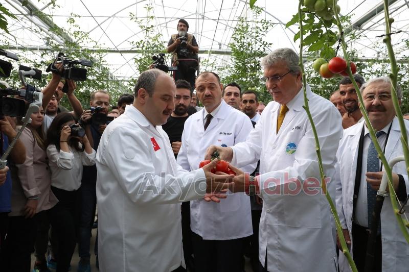  Bakan Varank Akyazı'da domates hasadı yaptı
