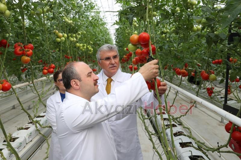  Bakan Varank Akyazı'da domates hasadı yaptı