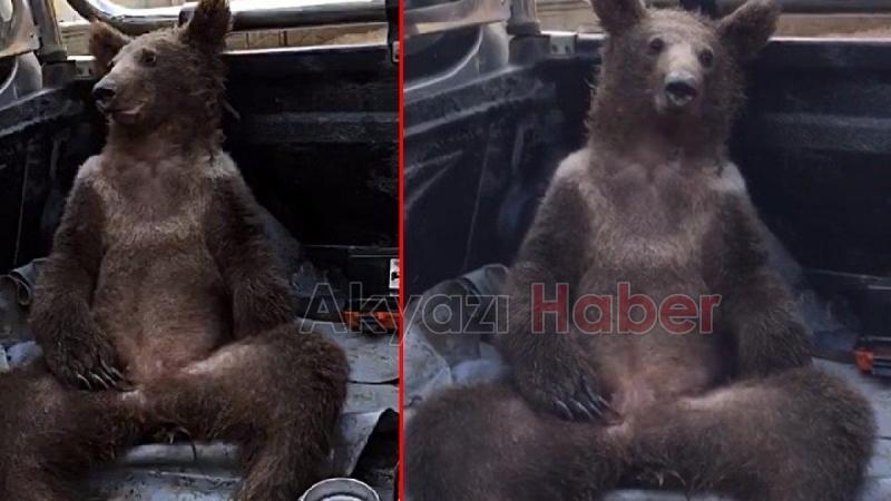 Acı bal yiyerek baygınlık geçiren ayının adı Balkız oldu