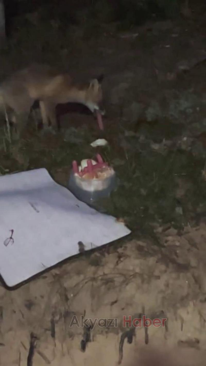 Yaylada tilkiyi sosisle besledi