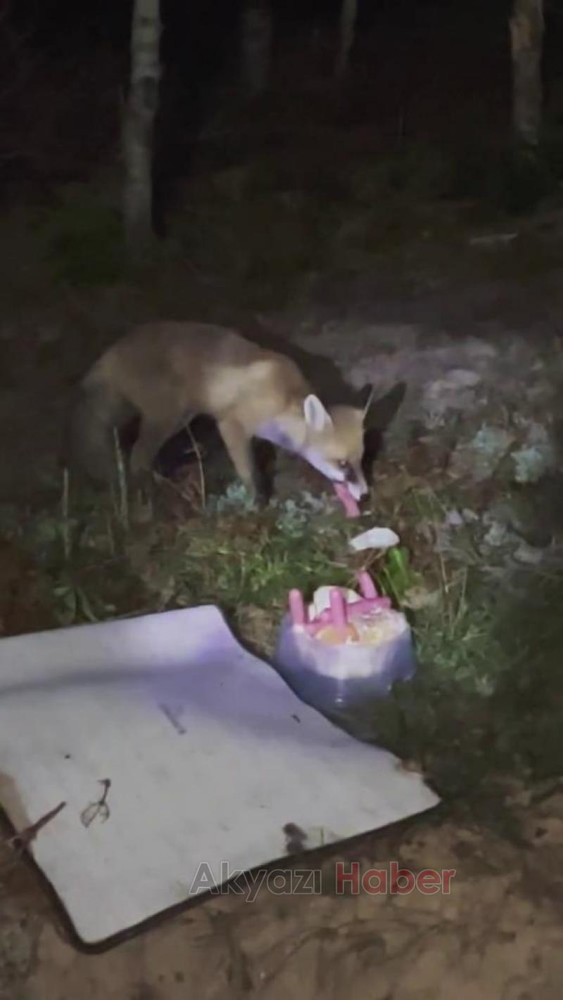 Yaylada tilkiyi sosisle besledi