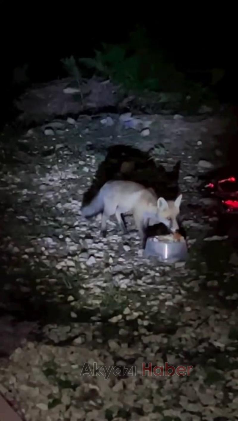 Yaylada tilkiyi sosisle besledi