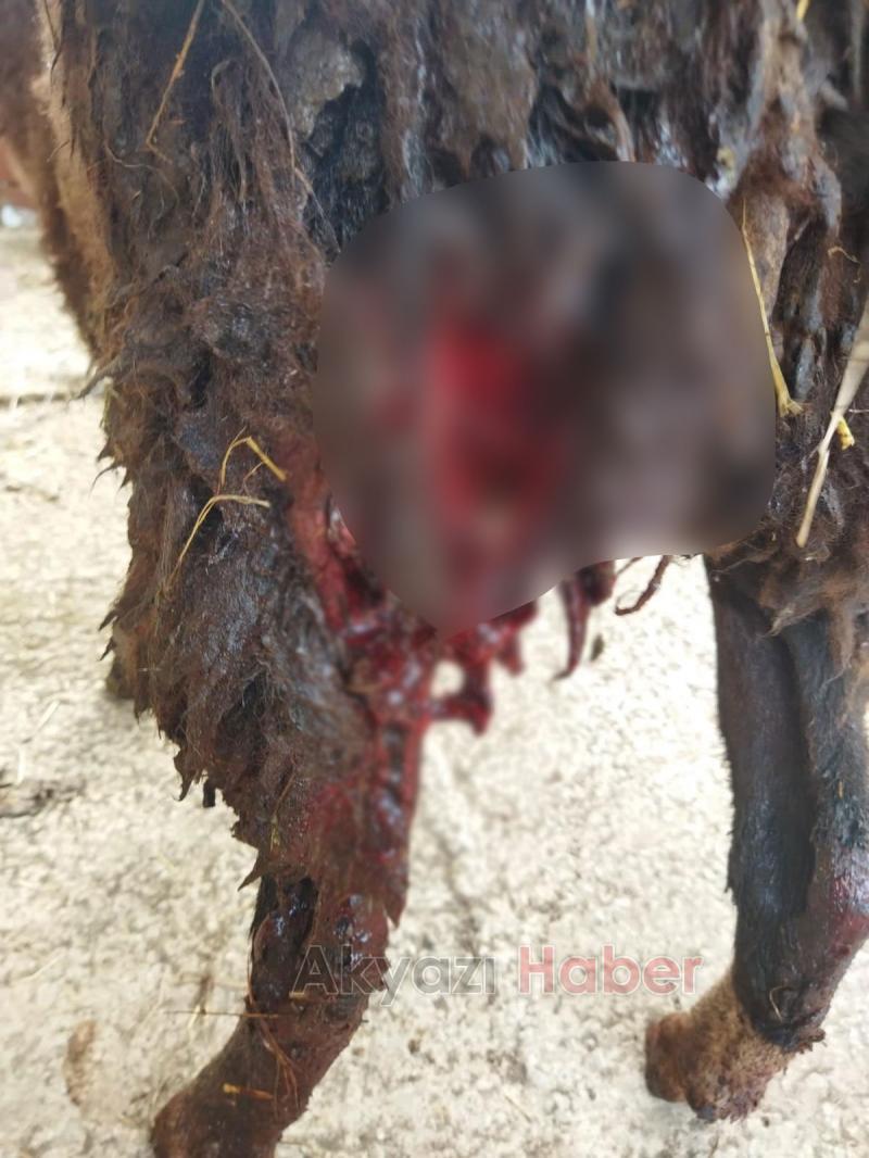  Altındere'de sokak köpekleri sürüye saldırdı