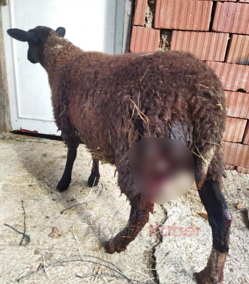  Altındere'de sokak köpekleri sürüye saldırdı