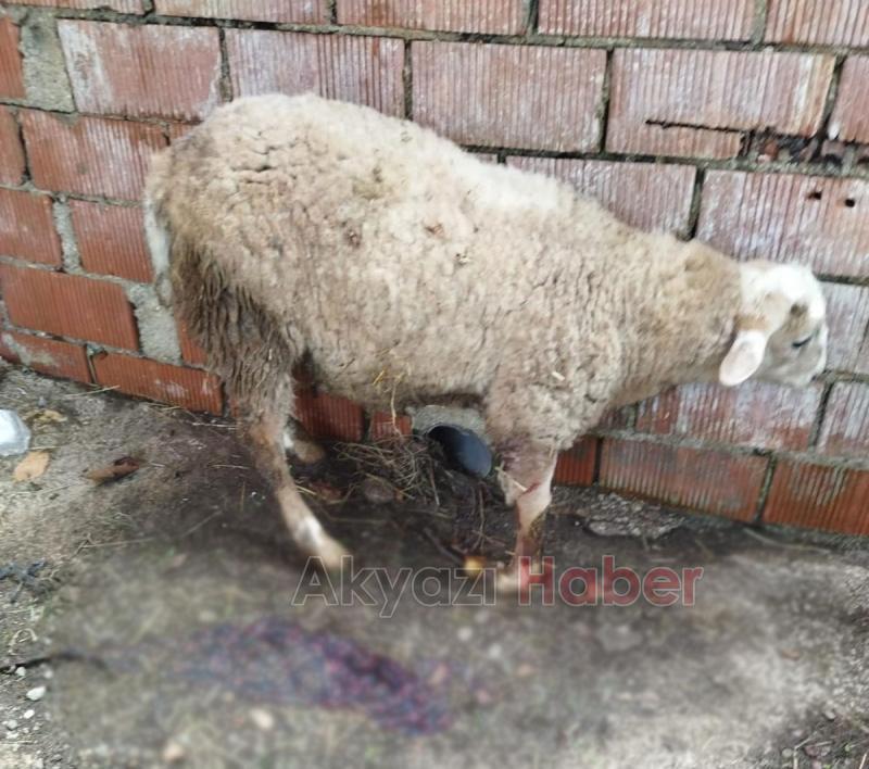  Altındere'de sokak köpekleri sürüye saldırdı