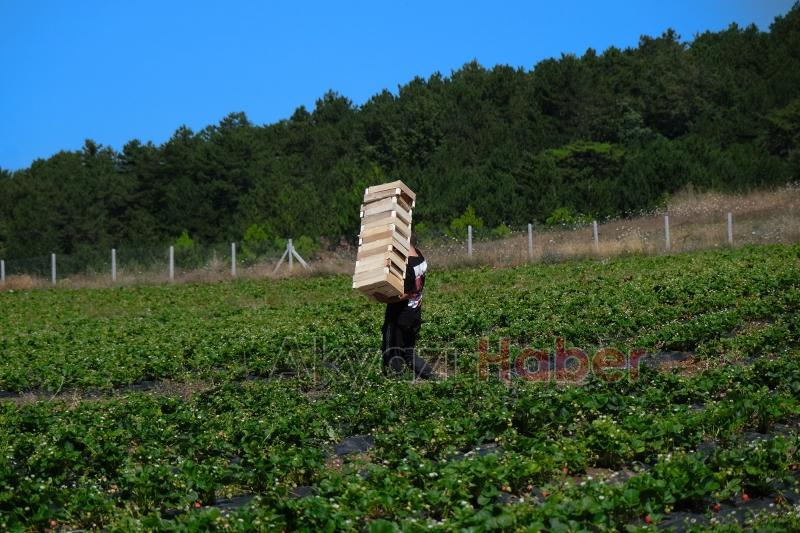 Sakarya Büyükşehir 20 tondan fazla çilek sattı