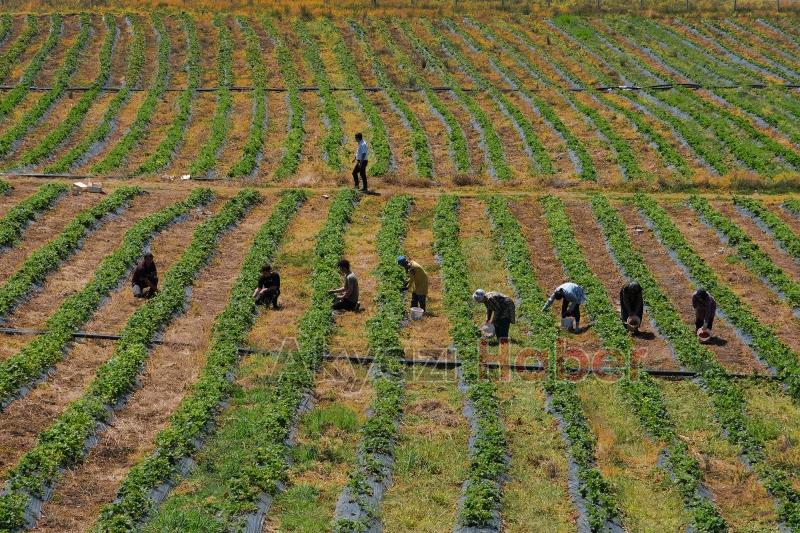 Sakarya Büyükşehir 20 tondan fazla çilek sattı