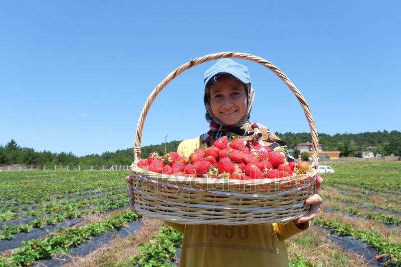 Sakarya Büyükşehir 20 tondan fazla çilek sattı