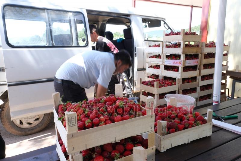 Sakarya Büyükşehir 20 tondan fazla çilek sattı
