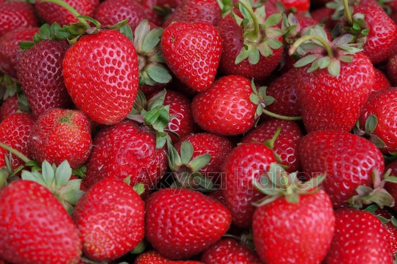 Sakarya Büyükşehir 20 tondan fazla çilek sattı