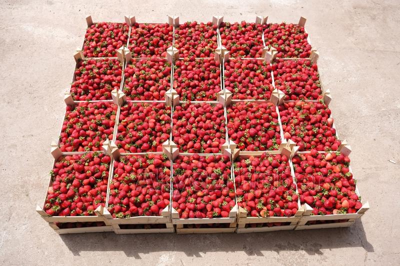 Sakarya Büyükşehir 20 tondan fazla çilek sattı