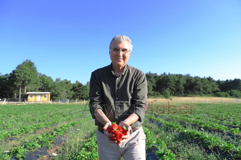 Sakarya Büyükşehir 20 tondan fazla çilek sattı