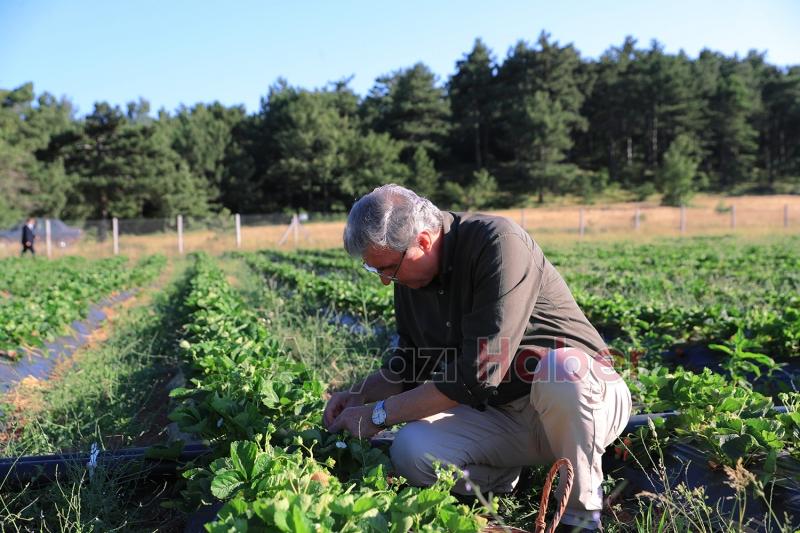 Sakarya Büyükşehir 20 tondan fazla çilek sattı