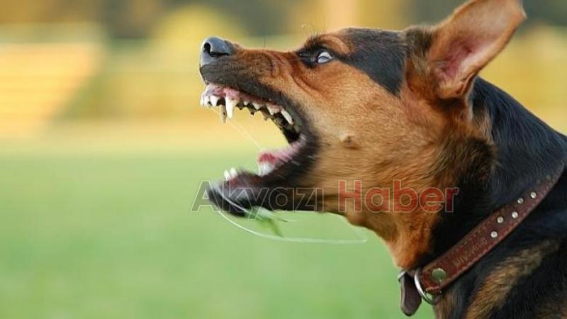  Estetik masraflarını köpeğin sahibi öder