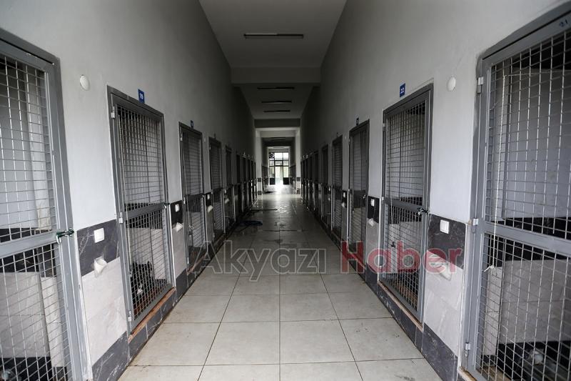 Sokak Hayvanları Hastanesi hizmete başladı