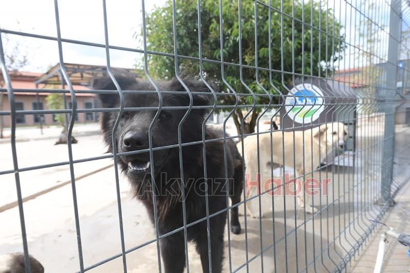 Sokak Hayvanları Hastanesi hizmete başladı