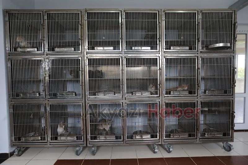 Sokak Hayvanları Hastanesi hizmete başladı