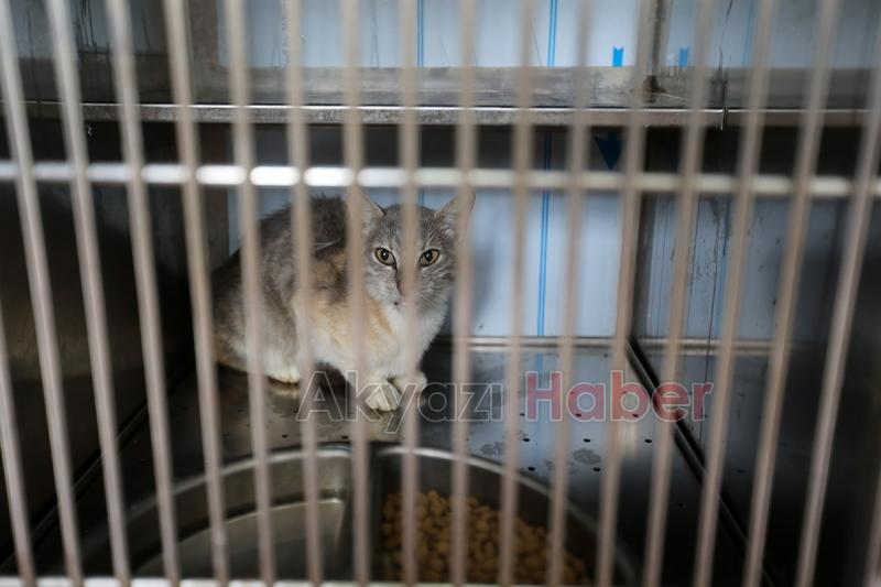 Sokak Hayvanları Hastanesi hizmete başladı