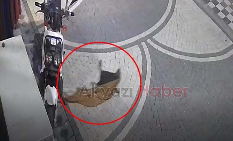 Kedi mağazadaki elbiseyi götürdü