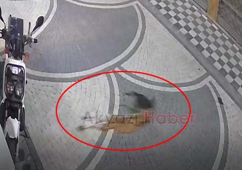 Kedi mağazadaki elbiseyi götürdü