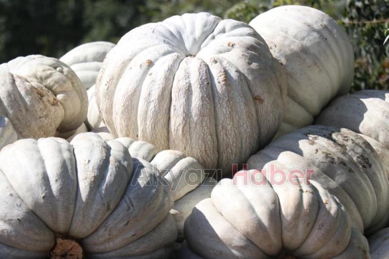  Lezzetiyle büyüleyen bal kabağının sofralara yolculuğu başladı