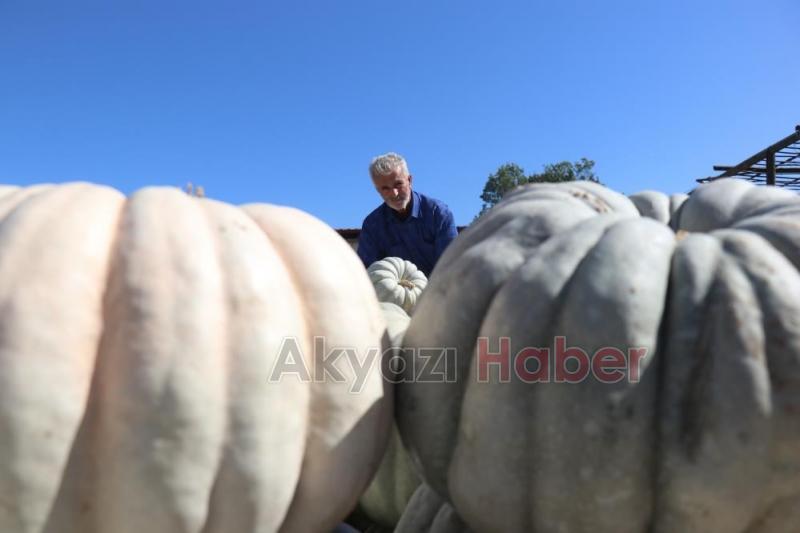  Lezzetiyle büyüleyen bal kabağının sofralara yolculuğu başladı