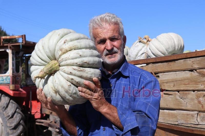  Lezzetiyle büyüleyen bal kabağının sofralara yolculuğu başladı