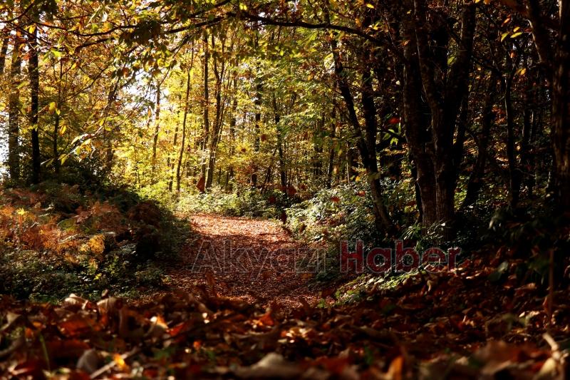 Çam Dağı’nın hayran bırakan sonbahar manzarası