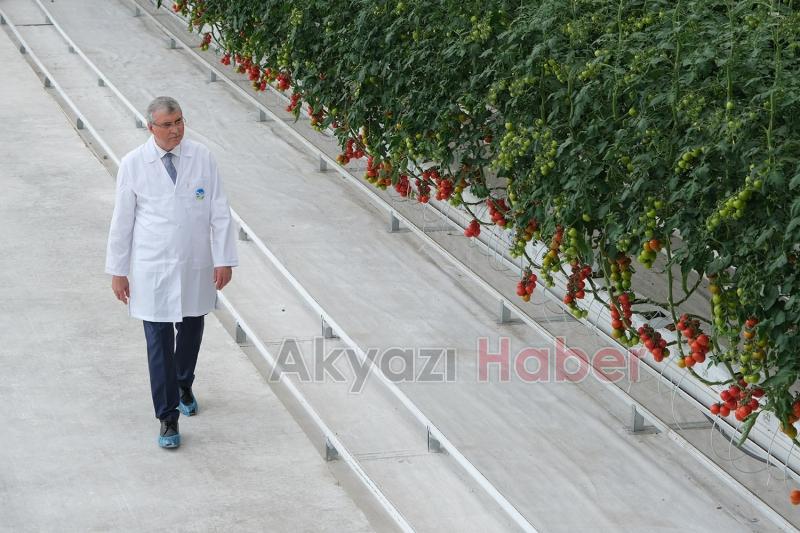 Büyükşehir 550 ton domates üretti