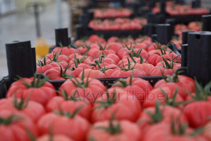 Büyükşehir 550 ton domates üretti