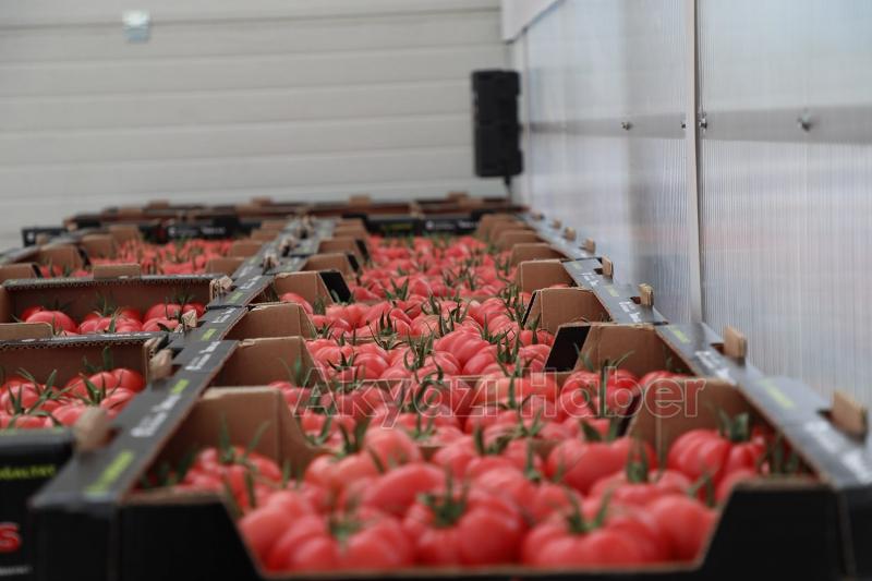 Büyükşehir 550 ton domates üretti