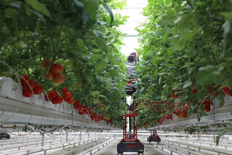 Büyükşehir 550 ton domates üretti