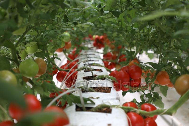 Büyükşehir 550 ton domates üretti