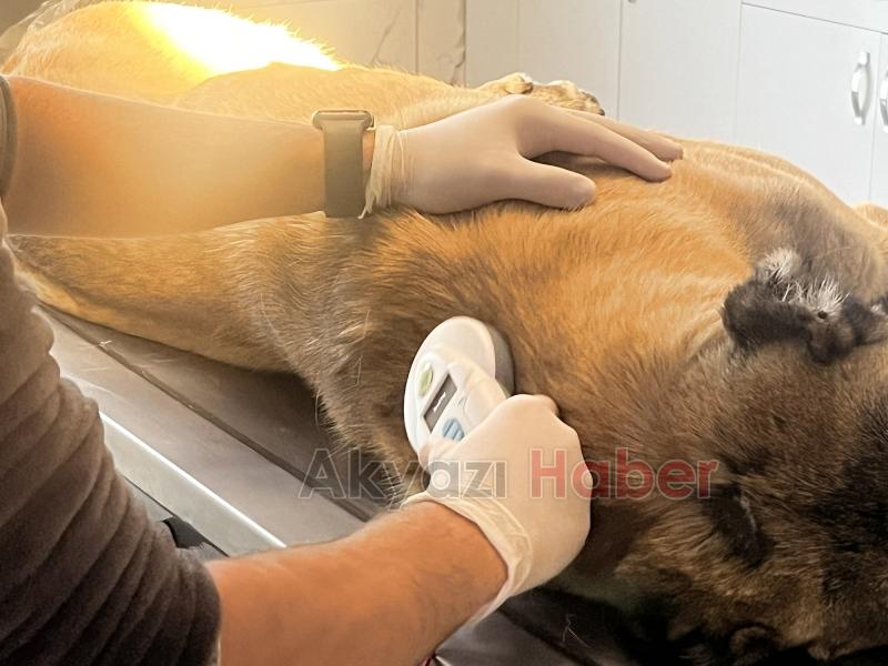 Bölgenin en büyük hastanesi can dostlara kucak açtı